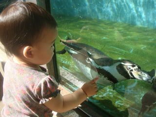 ペンギン.jpg